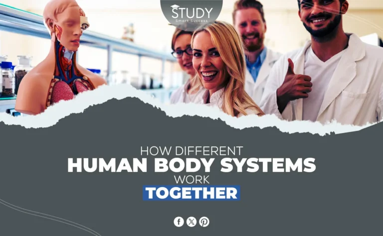 How Different Human Body Systems Work Together