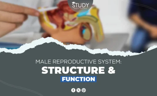 Male reproductive system