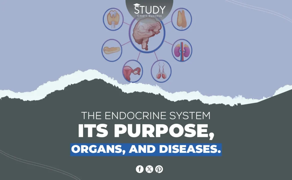 Endocrine System