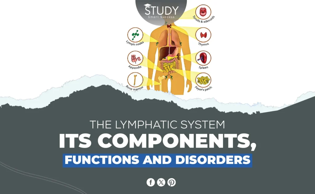 Lymphatic System