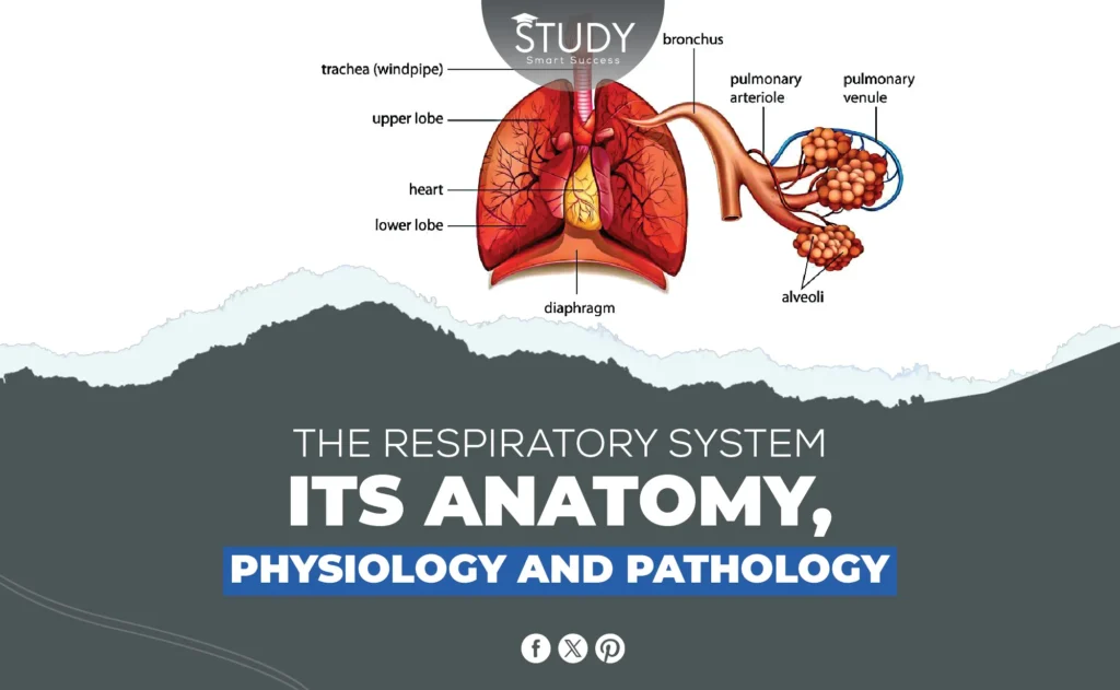 Respiratory System