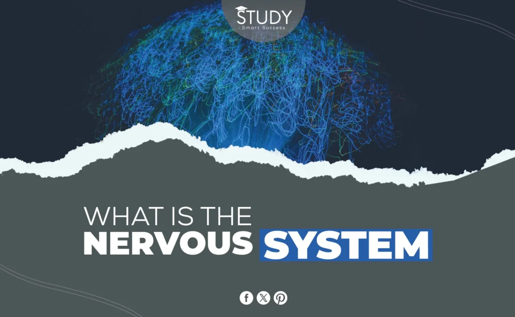 Nervous System