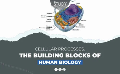 Cellular Processes