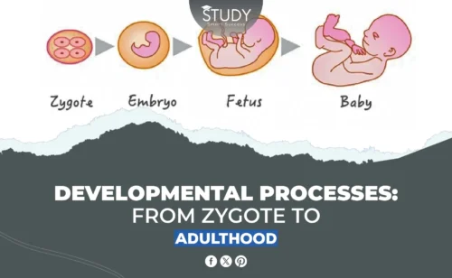 Developmental Processes