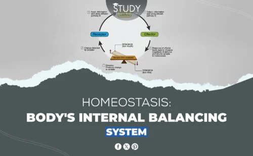 Homeostasis