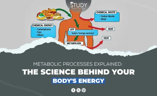 Metabolic Processes