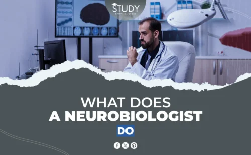 what does a neurobiologist do