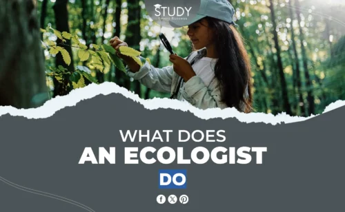 what does an ecologist do