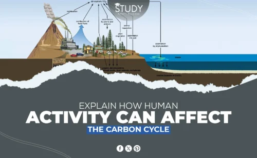 explain how human activity can affect the carbon cycle