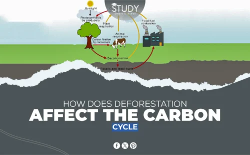 how does deforestation affect the carbon cycle