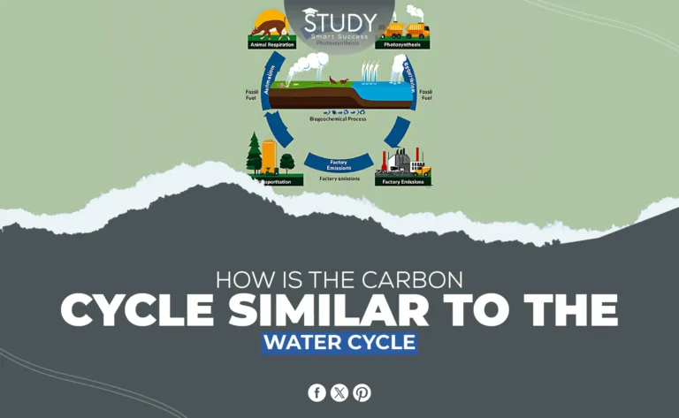 how is the carbon cycle similar to the water cycle