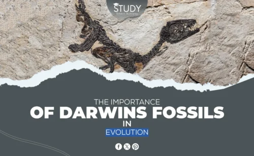 darwins fossils