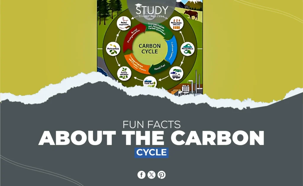 fun facts about the carbon cycle