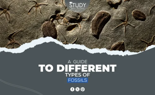 types of fossils