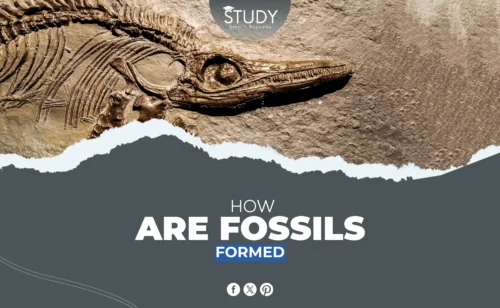 how are fossils formed