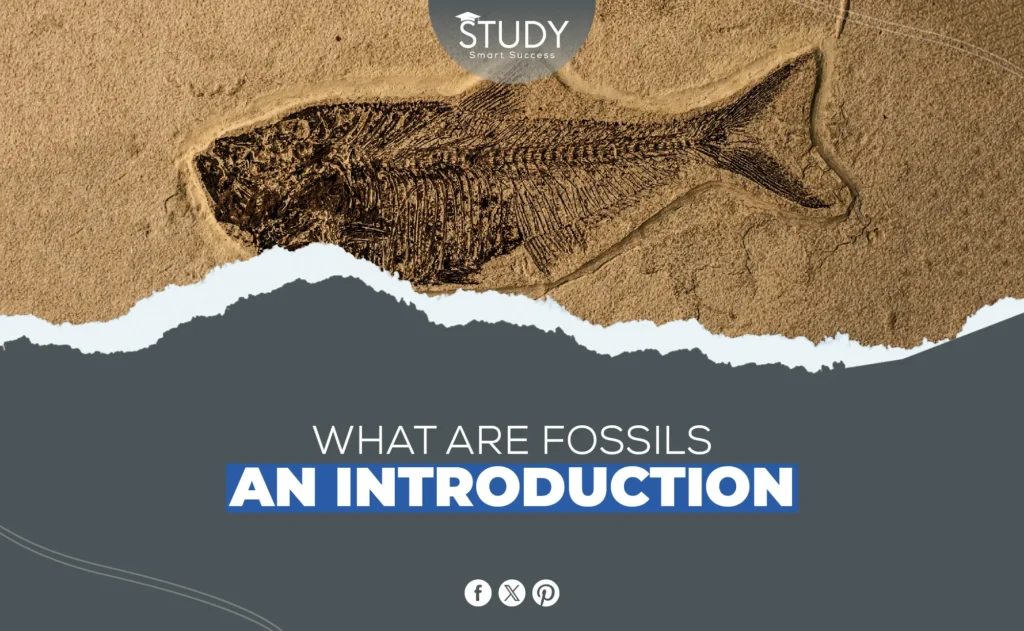 what are fossils