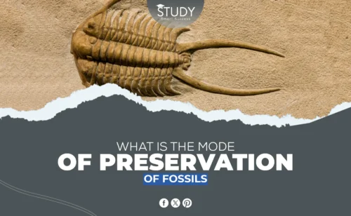 preservation of fossils